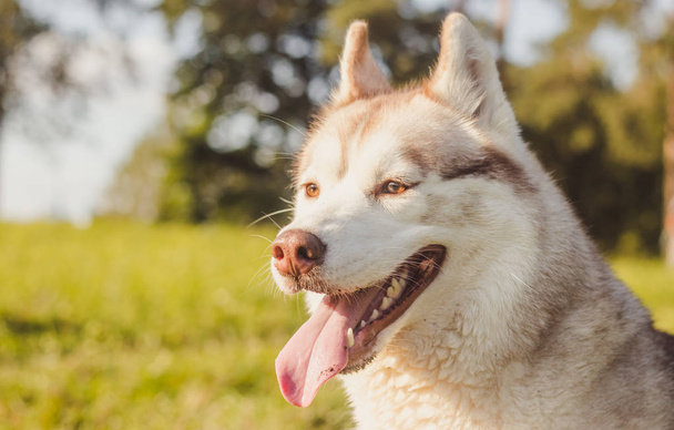 Husky portret. Jonge husky hond voor een wandeling in het park in de herfst. Husky ras. Lichte pluizige hond. Loop met de hond mee. Hond aan de lijn. Een huisdier - Foto, afbeelding