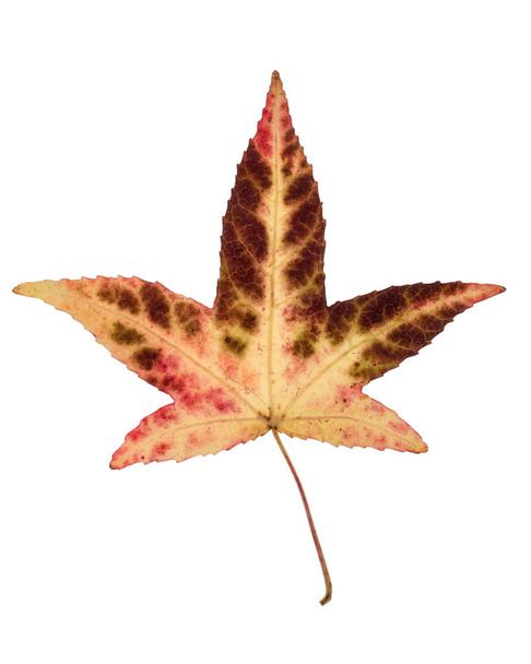 beige bruin rood Japans Maple Leaf - Foto, afbeelding