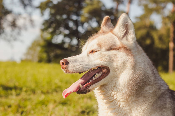 Retrato Husky. Joven perro husky para dar un paseo en el parque en otoño. Raza Husky. Perro ligero y esponjoso. Camina con el perro. Perro con correa. Una mascota
 - Foto, Imagen