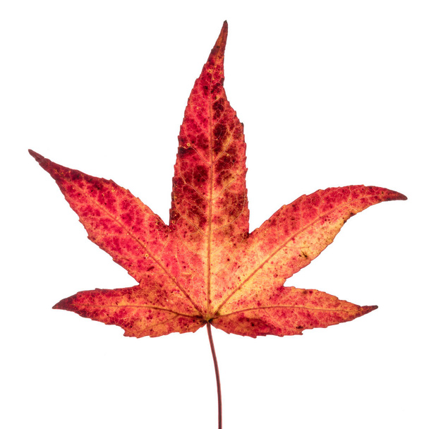 Red yellow Japanese maple leaf - Photo, Image