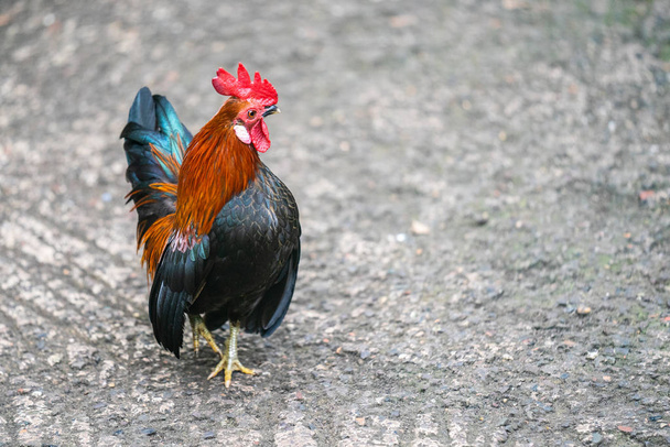 Bantam-Hühner oder Ayam-Kate ist jede kleine Sorte von Geflügel, insbesondere Hühner - Foto, Bild