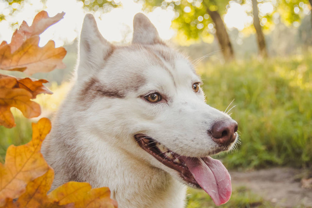 Πολυσύχναστο πορτρέτο. Νεαρός σκύλος husky για μια βόλτα στο πάρκο το φθινόπωρο. Χάσκι ράτσα. Ελαφρύ χνουδωτό σκυλί. Περπάτα με το σκύλο. Σκύλος με λουρί. Ένα κατοικίδιο - Φωτογραφία, εικόνα