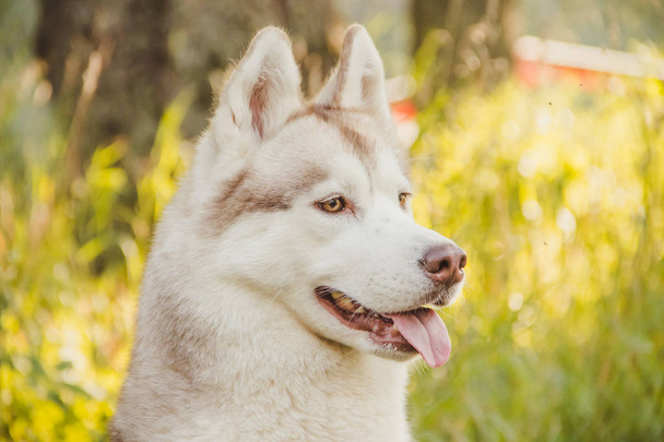 Genç husky köpek sonbahar sezonunda parkta yürüyüş  - Fotoğraf, Görsel