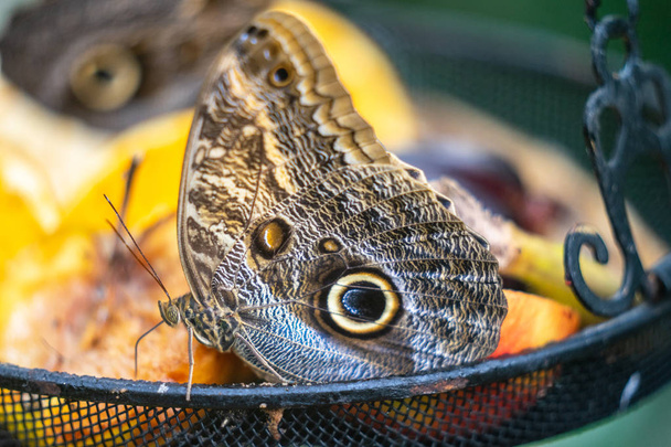 Clipper kelebek, Parthenos sylvia, kanatları açık, bir kelebek besleyici üzerinde dinlenme - Fotoğraf, Görsel