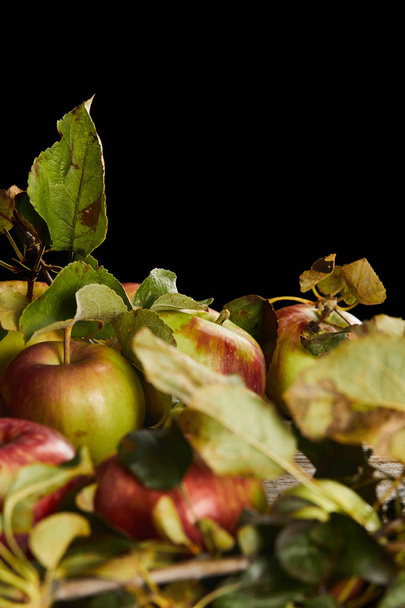 maçãs maduras com folhas e ramos isolados em preto
 - Foto, Imagem