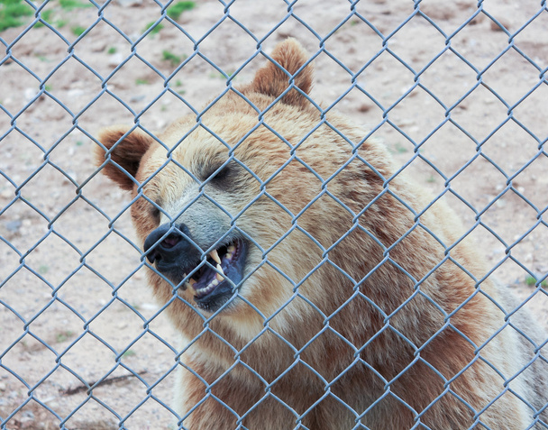 Um urso pardo em uma gaiola do jardim zoológico
 - Foto, Imagem