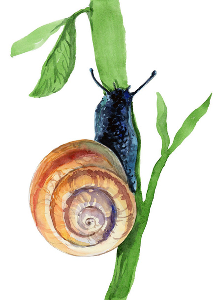 lwatercolor snail on white background - Фото, изображение