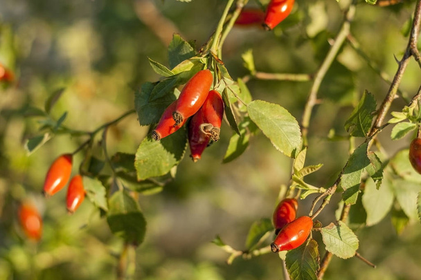枝に赤褐色のバラのヒップの熟した果実。この植物の果実は、医学と健康的な食事のために非常に貴重です. - 写真・画像