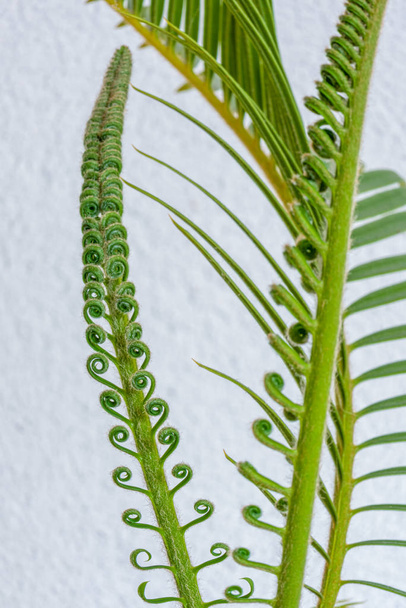 Déroulement courbé vert cyca branche couleur macro, blanc flou retour
 - Photo, image