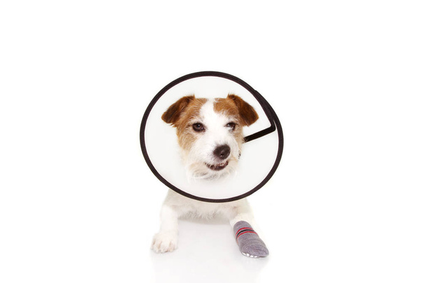 Geblesseerd zieke hond dragen beschermende trechter kraag en Sok met  - Foto, afbeelding