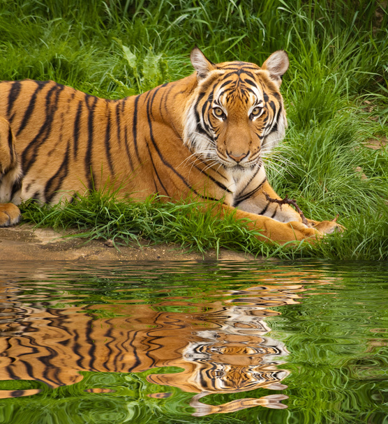 Tigre près de l'eau
 - Photo, image