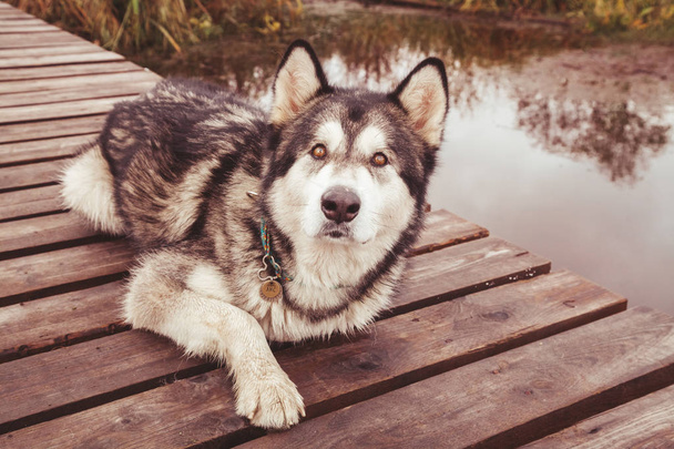 viejo enfermo perro grande lisiado malamute sin pata acostado solo al aire libre
 - Foto, imagen