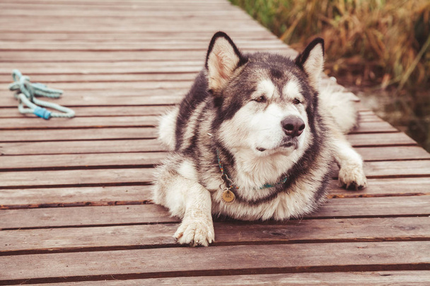 chory stary duży pies kaleka Malamute bez łapa leżącego samotnie na zewnątrz - Zdjęcie, obraz