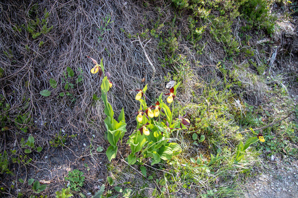 Uitzicht op Yellow lady's slipper Orchids (Cypripedium) in het bos in de Zwitserse Alpen - Foto, afbeelding