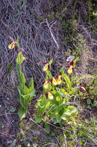 Blick auf gelbe Frauenschuh-Orchideen (Cypripedium) im Wald in den Schweizer Alpen - Foto, Bild