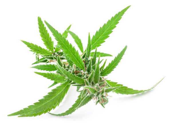 Taze Tıbbi marihuana beyaz arka plan üzerinde izole. Terapötik ve Tıbbi esrar - Fotoğraf, Görsel