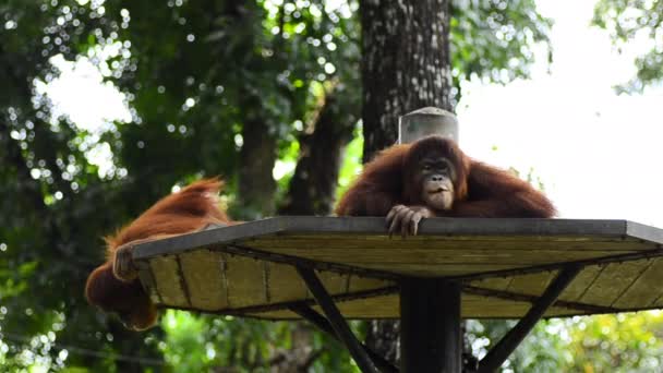 orángután utan (pongo pygmaeus) az állatkertben - Felvétel, videó