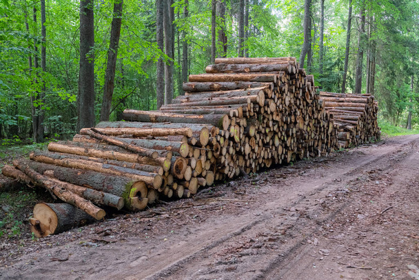 Area of illegal deforestation of vegetation in the forest. Cut the tree and wooden trunks from the forest. A pile of cut wood near the forest. Concept of forest felling, wood problem, ecology - Photo, Image