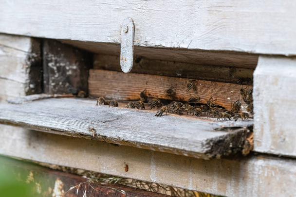 Viele Bienen betreten den Bienenstock mit gesammeltem Honig. Bienen sammeln Nektar aus Blüten und setzen ihn nach der Rückkehr in den Bienenstock in sechseckige Zellen - Foto, Bild