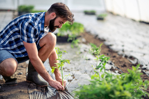 Hombre plantando una plántula de tomate en el jardín
. - Foto, Imagen