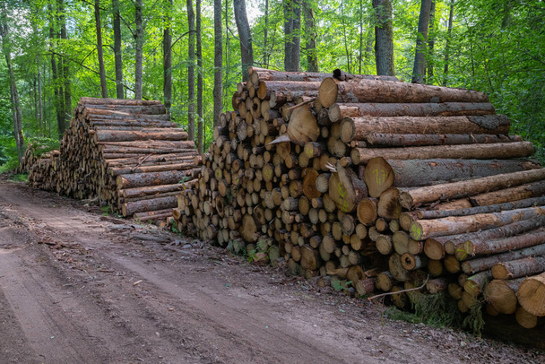 Area of illegal deforestation of vegetation in the forest. Cut the tree and wooden trunks from the forest. A pile of cut wood near the forest. Concept of forest felling, wood problem, ecology - Photo, Image