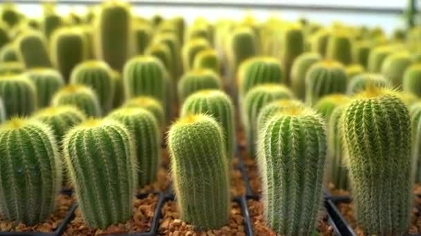 Bliska widok na zielone soczyste kaktusy w szklarni - Materiał filmowy, wideo