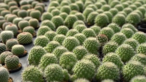 Bliska widok na zielone soczyste kaktusy w szklarni - Materiał filmowy, wideo