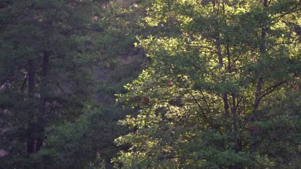 Bela árvore verde deixa para trás iluminado pelo sol da manhã. troncos árvore exuberante retroiluminado pela luz do sol e fundo escuro
 - Filmagem, Vídeo