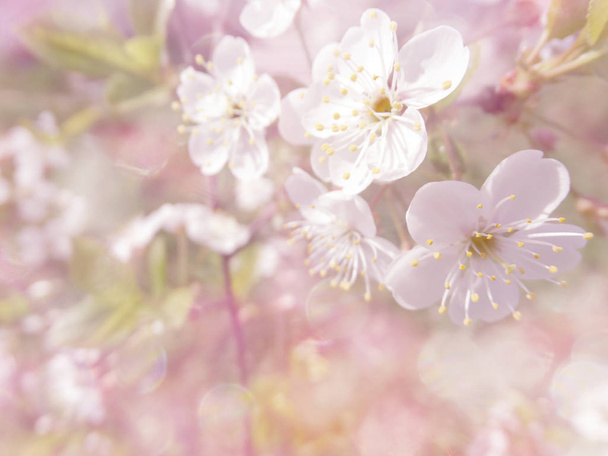 třešňové květiny abstraktní růžové pozadí měkké rozmazané jarní skvrnky - Fotografie, Obrázek