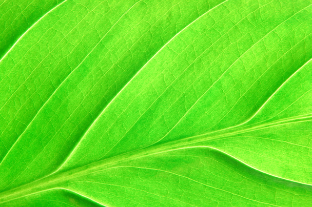 Structure of a leaf - Photo, Image