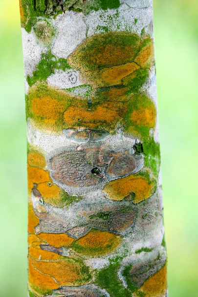 Doenças de plantas fúngicas na casca das árvores Causando a árvore para g
 - Foto, Imagem