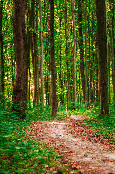 Leśne drzewa. natura zielone drewno sunlight tła - Zdjęcie, obraz