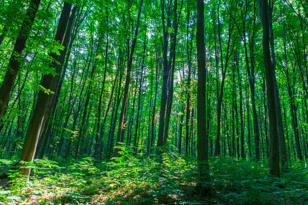 Árboles forestales. naturaleza madera verde luz del sol fondos - Foto, imagen
