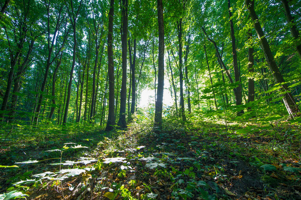 Forest trees. nature green wood sunlight backgrounds - Foto, Imagen