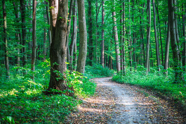 Forest trees. nature green wood sunlight background - Fotoğraf, Görsel