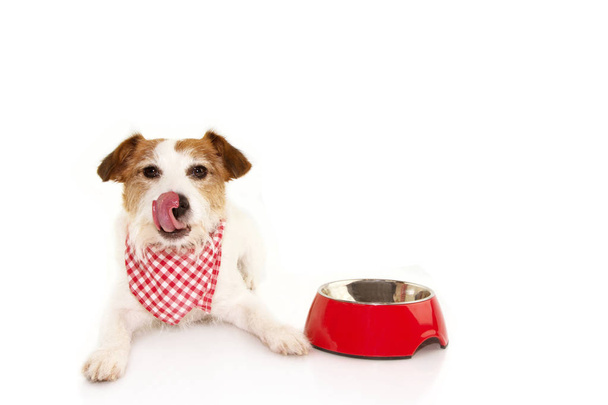 Hungry jack russell dog with a empty bowl food sticking out its  - Foto, imagen