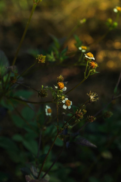 Bidens pilosa flowers in bloom in the field - Photo, Image