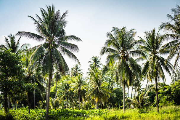 mavi gökyüzü, tatil konsepti bir arka plan üzerinde muhteşem bir taç ile güzel palmiye ağaçları. Adada palmiye korusu. Palmiye ağacının altındaki kıyı çimleri. Büyük yeşil yaprakları ile Duvar Kağıdı palmiye ağaçları. - Fotoğraf, Görsel