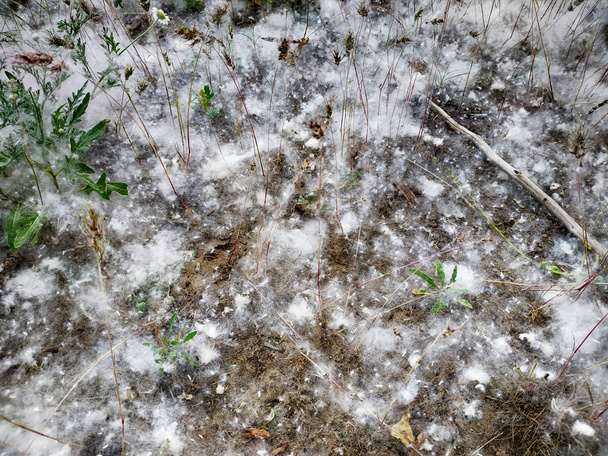 Поплар пух на ветке среди зеленой травы. Белый пух от тополей, симптомы аллергии
. - Фото, изображение