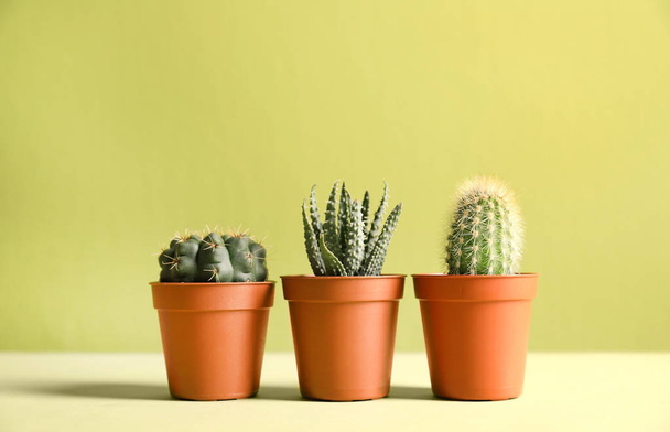 Beautiful succulent plants in pots on table against yellow background, space for text. Home decor - Foto, imagen