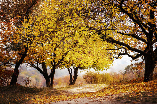 Paesaggio in autunno nel parco
. - Foto, immagini