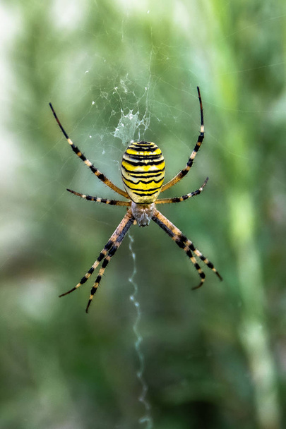 Argiope paskowany-pająk WASP - Zdjęcie, obraz