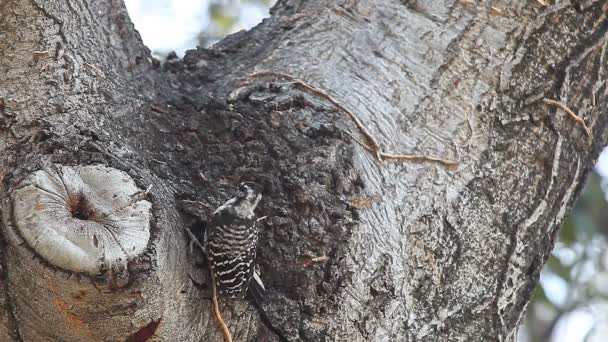Een hongerige vogel zoekt naar larven en insecten in een eiken boom - Video