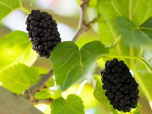black mulberry - Photo, Image