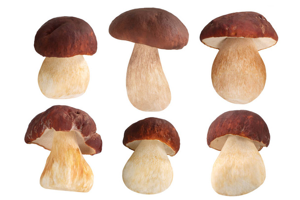 Набір грибів Цепс Поріні б. Едуліс, стежки
 - Фото, зображення