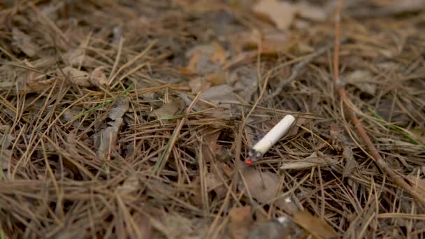 Een sigaret smeult in een bos. Een man gooide een brandende sigaret in het bos. Gevaar voor een mogelijke bosbrand - Video