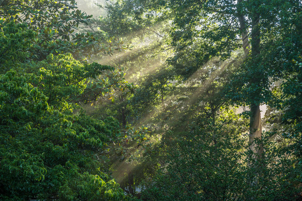 Foggy morning sun rays - Фото, зображення