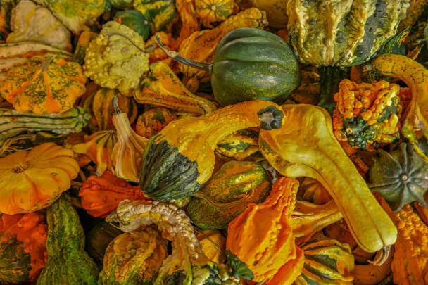 Gourds van verschillende soorten in een stapel - Foto, afbeelding