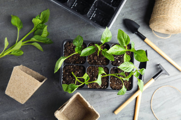 Flat lay composition with vegetable seedlings in plastic tray on grey table - Foto, afbeelding