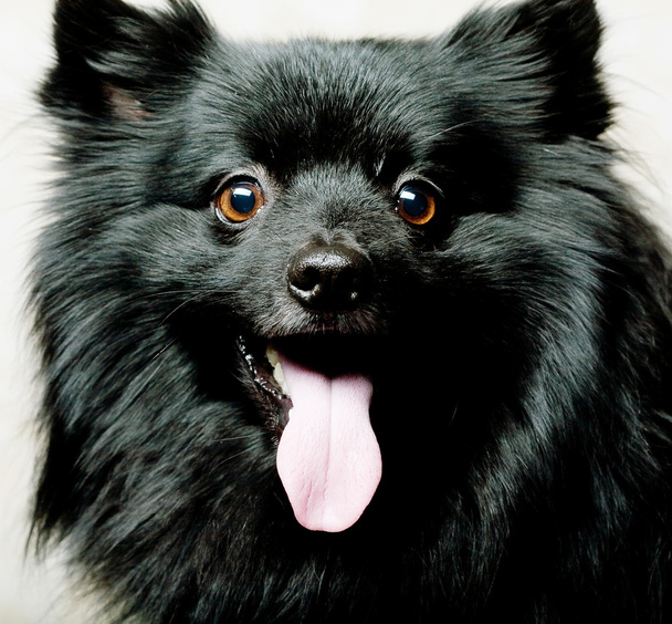 Black dog with big smile - Fotoğraf, Görsel